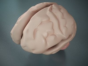 brain of a human 3D 모델