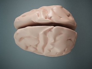 brain of a human 3D 모델