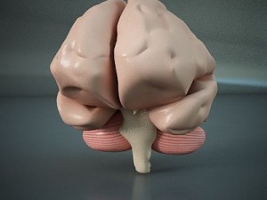 brain of a human 3D 모델