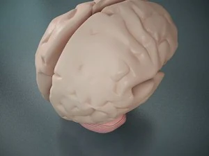 brain of a human 3D Model
