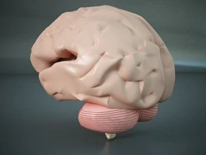 brain of a human 3D Model