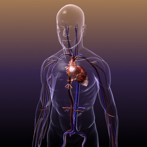 circulatory system anatomy in a human body Modelo 3D .c4d .max .obj .3ds .fbx .stl .blend 