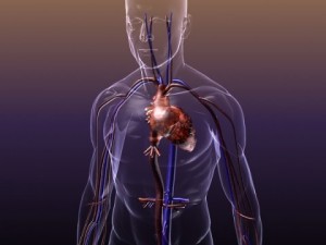 circulatory system anatomy in a human body 3D Model