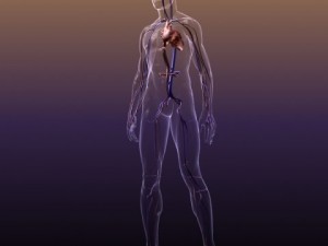 circulatory system anatomy in a human body Modelo 3D