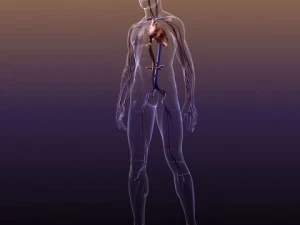 anatomia do sistema circulat&oacute;rio em um corpo humano Modelo 3D