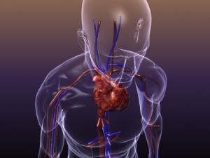 circulatory system anatomy in a human body Modelo 3D