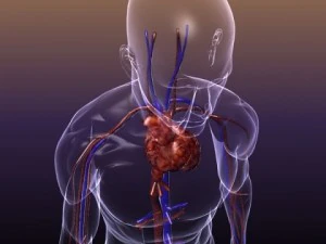anatomia do sistema circulat&oacute;rio em um corpo humano Modelo 3D