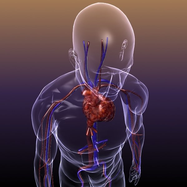 Circulatory System Anatomy In A Human Body 3d Model In Anatomy