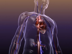 circulatory system anatomy in a human body Modelo 3D