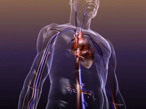 anatomia do sistema circulat&oacute;rio em um corpo humano Modelo 3D