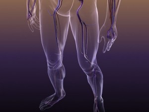 circulatory system anatomy in a human body Modelo 3D