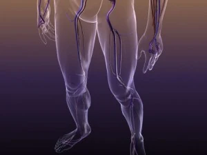 anatomia do sistema circulat&oacute;rio em um corpo humano Modelo 3D