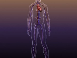 circulatory system anatomy in a human body Modelo 3D