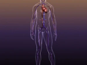 anatomia do sistema circulat&oacute;rio em um corpo humano Modelo 3D
