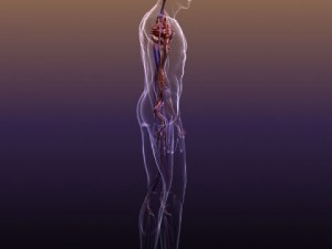circulatory system anatomy in a human body Modelo 3D