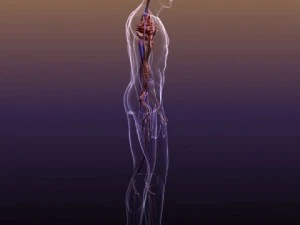 anatomia do sistema circulat&oacute;rio em um corpo humano Modelo 3D