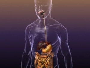 anatomy of the digestive system in a human body 3D Model