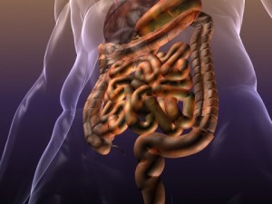 anatomy of the digestive system in a human body Modelo 3D