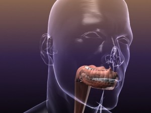 anatomy of the digestive system in a human body Modelo 3D