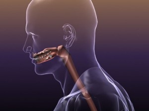 anatomy of the digestive system in a human body Modelo 3D
