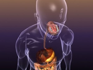 anatomy of the digestive system in a human body Modelo 3D