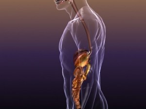anatomy of the digestive system in a human body Modelo 3D