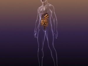 anatomy of the digestive system in a human body Modelo 3D