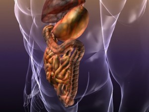 anatomy of the digestive system in a human body Modelo 3D