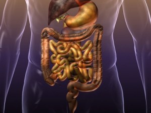 anatomy of the digestive system in a human body Modelo 3D