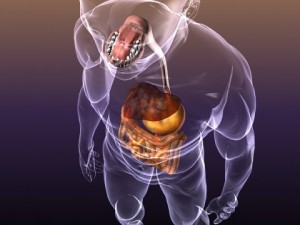anatomy of the digestive system in a human body Modelo 3D