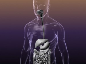 anatomy of the digestive system in a human body Modelo 3D