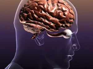 brain with eyes in a human head 3D Model