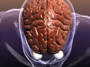 brain with eyes in a human head 3D 모델