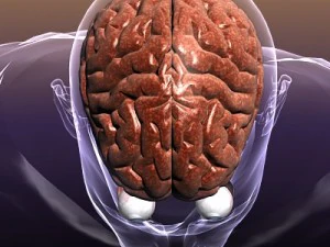 brain with eyes in a human head 3D Model