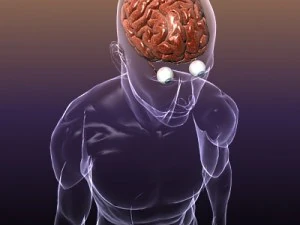 brain with eyes in a human head 3D Model