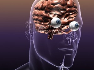 brain with eyes in a human head 3D 모델