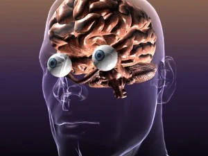 brain with eyes in a human head 3D Model