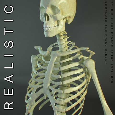 hd human skeleton 3D Model .c4d .max .obj .3ds .fbx .stl .blend 