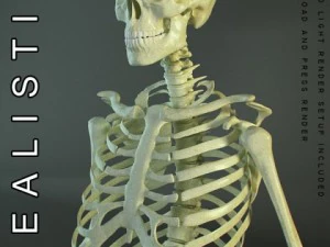 squelette humain HD Modèle 3D
