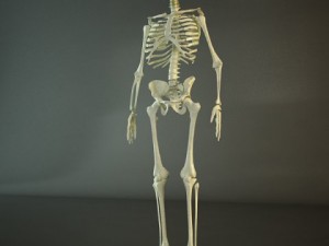 hd human skeleton 3D Model