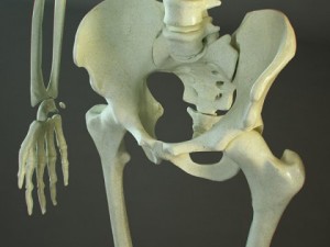 hd human skeleton 3D Model