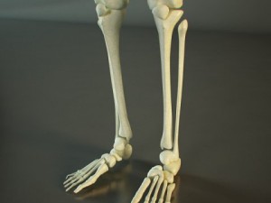 hd human skeleton 3D Model