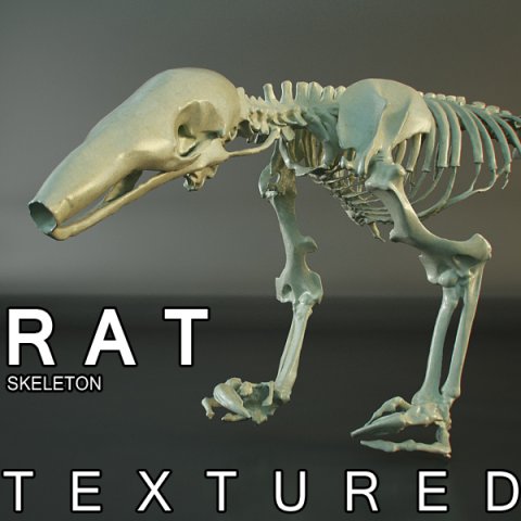 rat skeleton hd quality 3D Модель .c4d .max .obj .3ds .fbx .stl .blend 