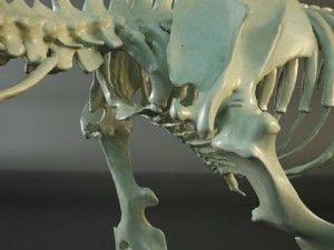 rat skeleton hd quality 3D Модель