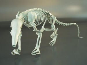 rat skeleton hd quality 3D Модель