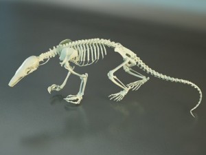 rat skeleton hd quality 3D Модель