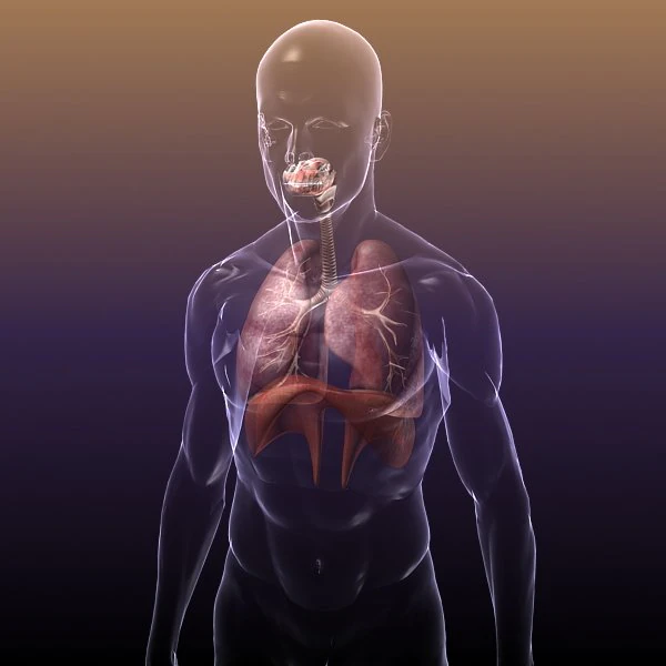 respiratory system in human body 3D Model .c4d .max .obj .3ds .fbx .stl .blend