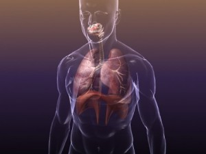 respiratory system in human body 3D Model