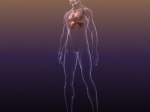 respiratory system in human body 3D 모델