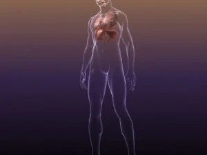 respiratory system in human body 3D Model